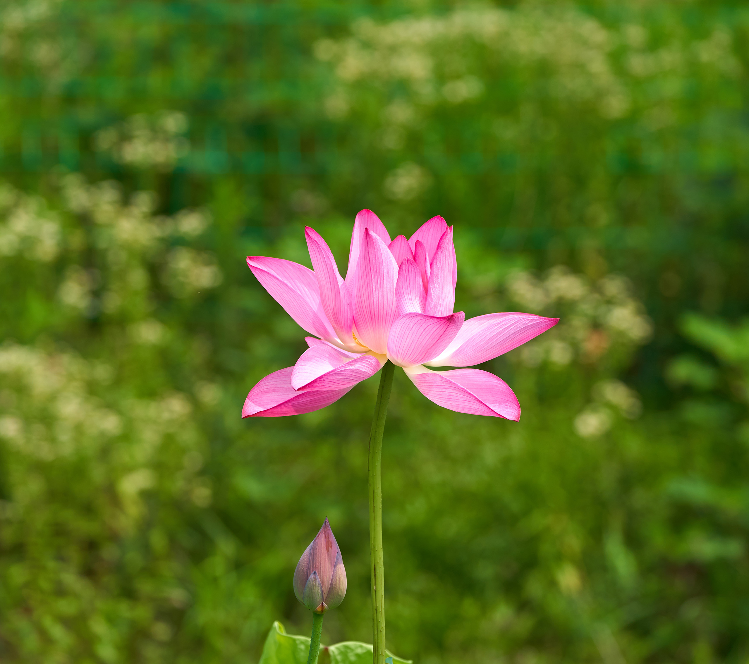 荷花沂蒙风情荷花湾菡萏