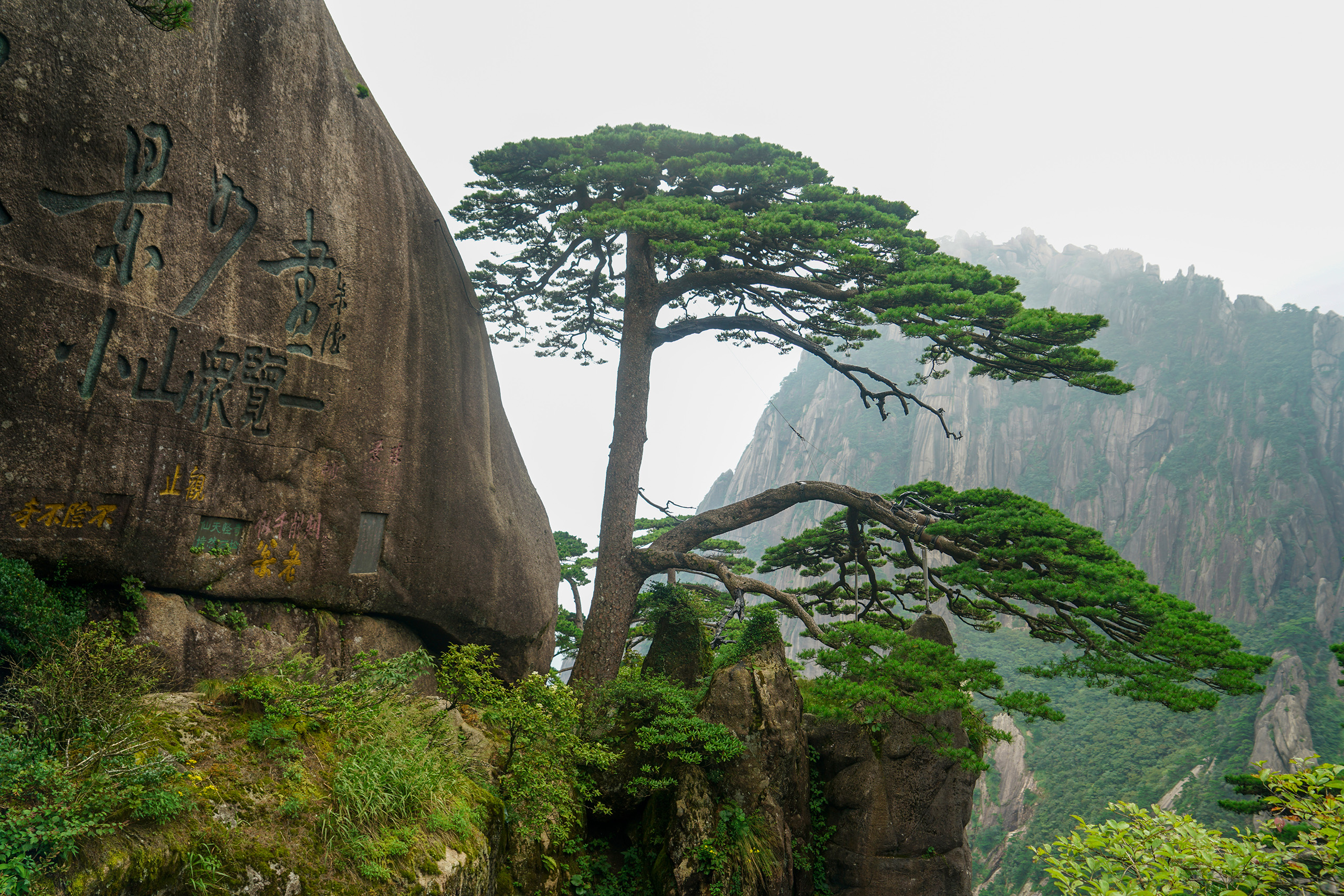 黄山迎客松