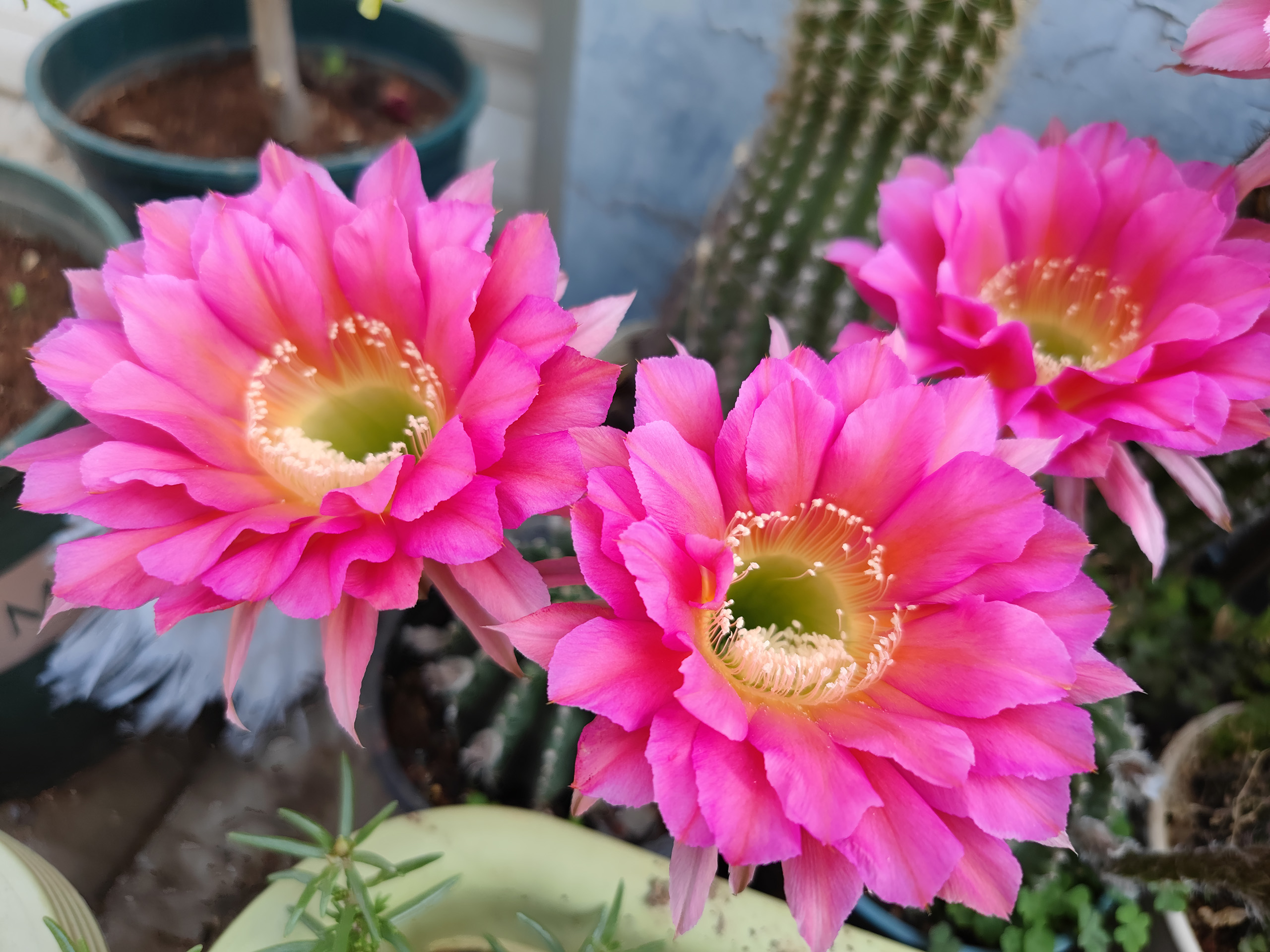 仙人球花